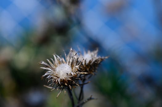 Wildflowers stretch their fragile petals towards sunlight, framed by a soft, blurred fence and bright azure backdrop.