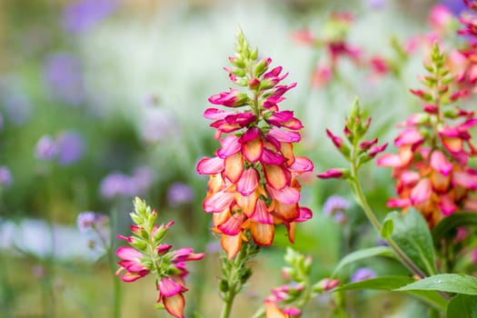 pink flowers in a garden