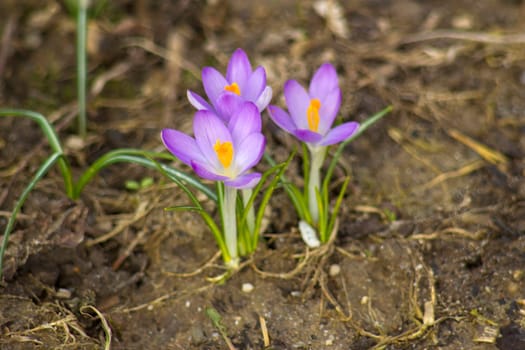 crocus - one of the first spring flowers