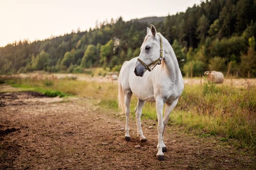 White arabian horse standing on farm ground, blurred meadow and forest background.
