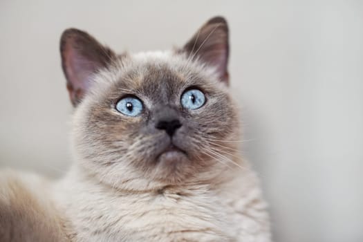 Older gray cat with piercing blue eyes, closeup detail.