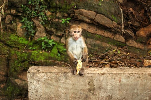 Toque macaque (Macaca sinica) baby, eating a banana from tourist. Ravana Falls, Sri Lanka.