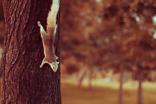 Squirrel cute adorable small animal going down by a tree in park. Wildlife Animals picture. Vintage tone