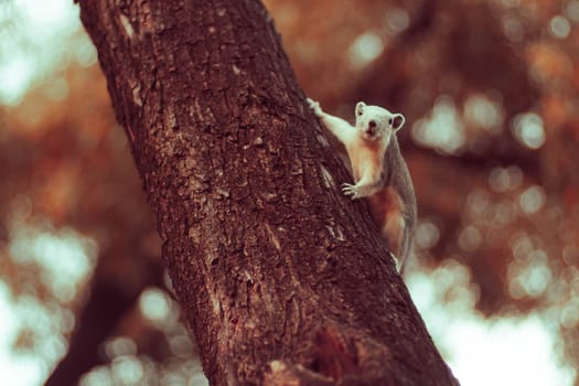 Squirrel cute adorable small animal going down by a tree in park. Wildlife Animals picture.