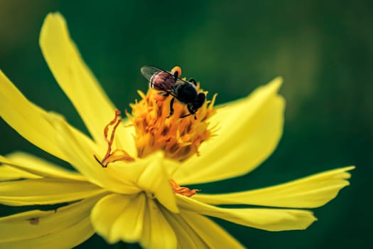 Blurred unclear nature background bee or honeybee on yellow flower collects nectar. Golden honeybee on flower pollen