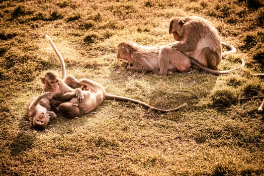 Small monkeys adorable cute animals playing on the grass together