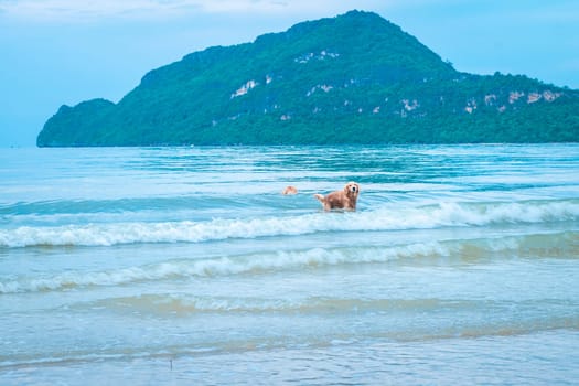 golden retriever dog relaxing, playing in the sea for retirement or retired
