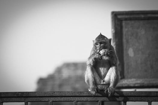 Monkey sitting in front of ancient pagoda architecture Wat Phra Prang Sam Yot temple, Lopburi, Thailand. Monkey eating fruit at the Ruins in Lopburi, Thailand's Ancient Monkey Town black and white tone