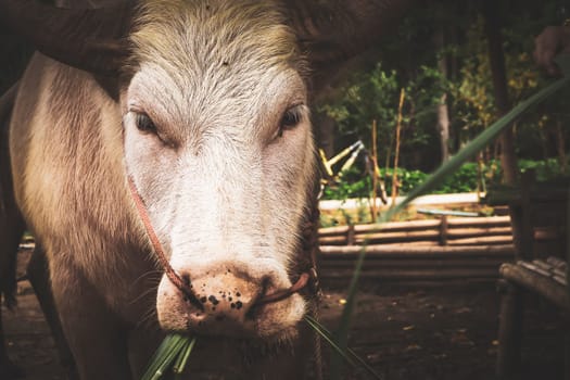 Detailed close-up of a white buffalo. Beautiful Buffalo is back horn tied with rope on ground