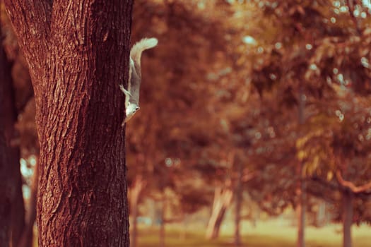 Squirrel cute adorable small animal going down by a tree in park. Wildlife Animals picture. Vintage tone