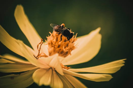 Blurred unclear nature background bee or honeybee on yellow flower collects nectar. Golden honeybee on flower pollen