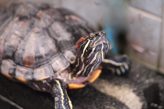 Red Eared Slider Close-up. Side view pet turtle red-eared slider