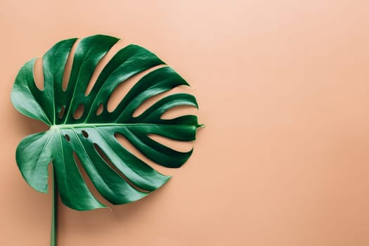 Monstera palm green leaf on beige background. High quality photo