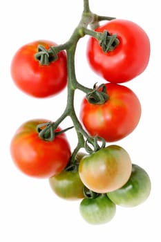 bunch of red tomatoes