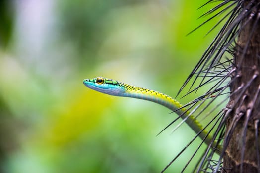 Closeup view of a parrot snake in the Amazon rainforest in Peru