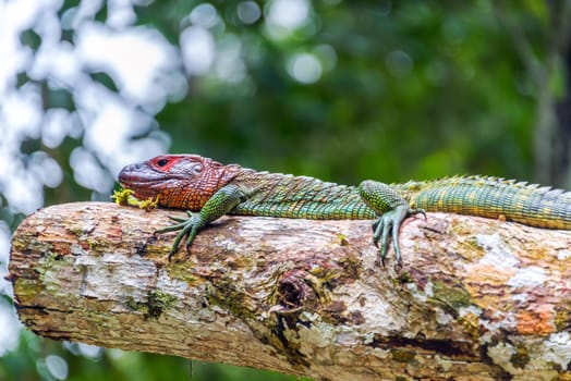 View of a red headed iguana in the Amazon rainforest in Brazil