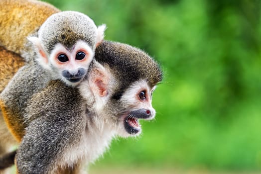 Two squirrel monkeys, a mother and her child in the Amazon rainforest near Leticia, Colombia