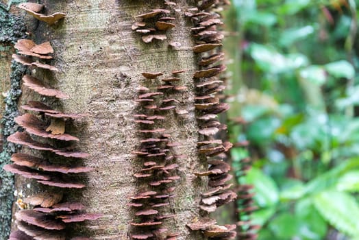 Brown mushrooms growing on the bark of a tree deep within the Amazon Rainforest in Brazil
