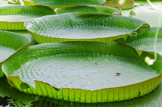 Large leaf of a water lily plant.