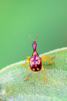 Close up Leaf Rolling Weevil or Giraffe Weevil is a type of beetle from the Curculionoidea super family on a green leaf is preparing to soar forward