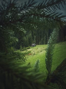 Old wooden cabin cottage on a meadow near the coniferous forest, as seen through the fir tree branches. Picturesque and moody spring scene in the mountains. Abandoned house in the woods.