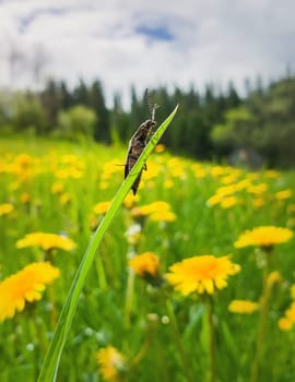 Closeup tiny bug climbing a green grass blade. Beautiful, natural spring scene on a yellow dandelion meadow. Vertical seasonal background, beetle warming in the sun. Insects wake up after hibernation