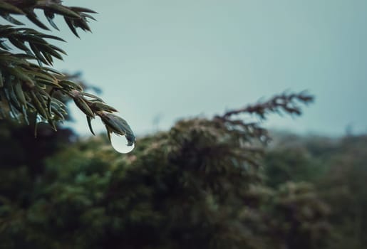 Closeup of dew raindrops hang on coniferous bush branches. Water drop dripping off a fir needle. Rainy spring day in the evergreen forest. Cold misty background.