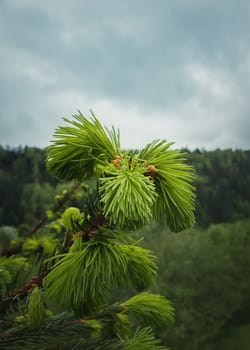 Close up of new buds and acorns on coniferous branches. Young fir tree sprouts growing up as spring is coming in the mountains. Seasonal background with green forest on the hills.