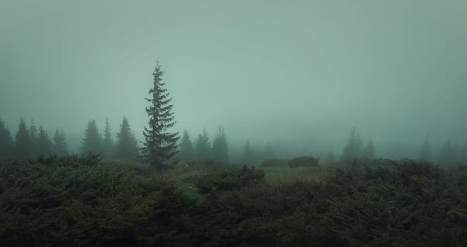 Spring weather in the Carpathians Mountains. Moody seasonal fir forest, panoramic landscape, gloomy and foggy environment. Misty coniferous woods atmosphere. Haze on the hill, no visibility.