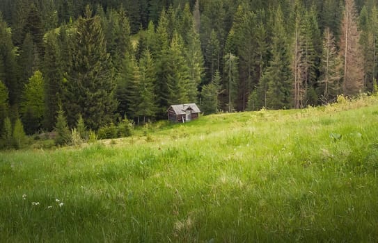 Idyllic freshness, spring scene in the Carpathians. Little wooden house between a greening meadow and coniferous forest. Picturesque seasonal background in the mountains. Old cabin in the woods