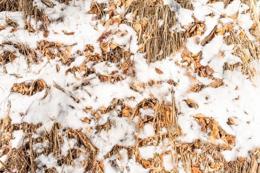 Winter background of snow covered forest floor with brown grass and leaves