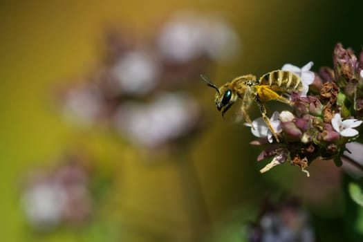 Goldglänzende Furchenbiene auf Dost