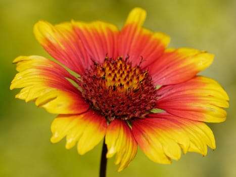 Kokardenblume im Garten