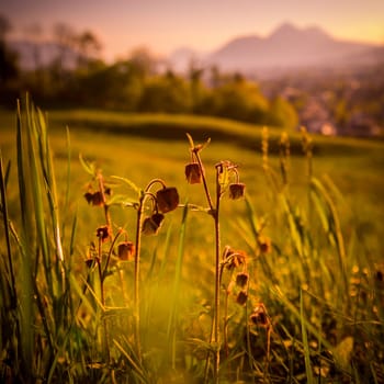 Grass and flowers in the foreground, beautiful golden meadow evening scenery in the blurry background. Sundown.