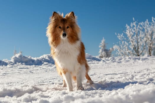 Healthy purebred dog photographed outdoors in the nature on a sunny day in winter. High quality photo