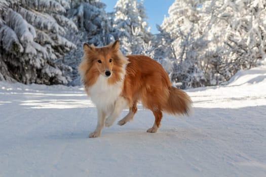Healthy purebred dog photographed outdoors in the nature on a sunny day in winter. High quality photo
