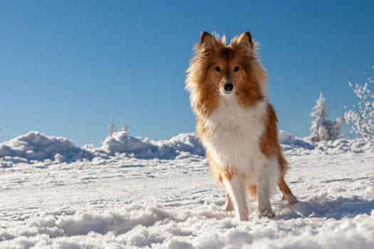 Healthy purebred dog photographed outdoors in the nature on a sunny day in winter. High quality photo