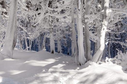A snow covered landscape Czech Republic - Pustevny, Beskydy. High quality photo