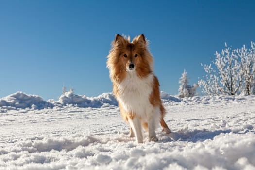 Healthy purebred dog photographed outdoors in the nature on a sunny day in winter. High quality photo