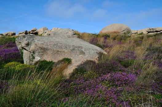 Heather and rock on the pink granite coast in Brittany