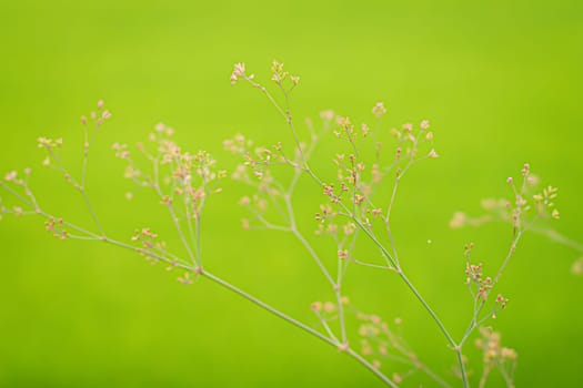 Little small wild grass flower over green field nature fresh blur background