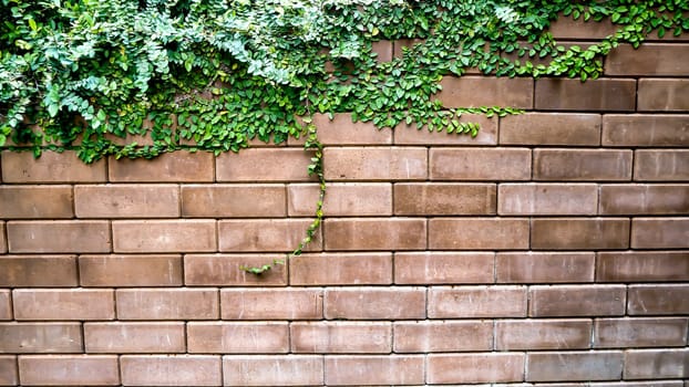 Old Texture brick wall, background, detailed pattern covered in ivy
