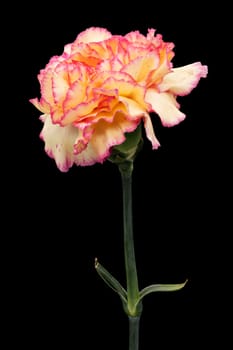 Carnation Isolated Black Background, close up of flower head
