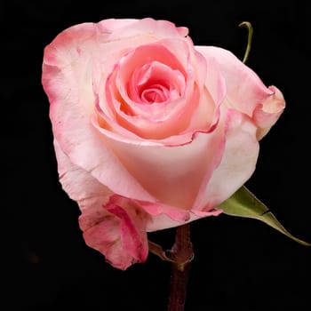 Rose Flower Pink, close up of flower head with black background