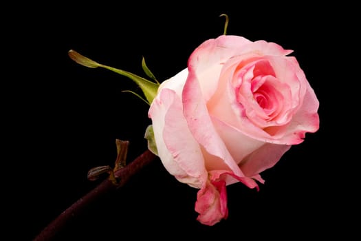 Rose Flower Pink, close up of flower head with black background