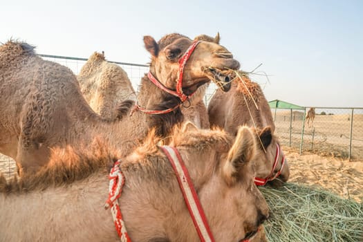 Of the Arabian desert camel (United Arab Emirates). Shooting Location: Dubai