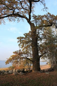 huge oak tree on the shore windswept in the distance on the shore small figures of people, autumn landscape