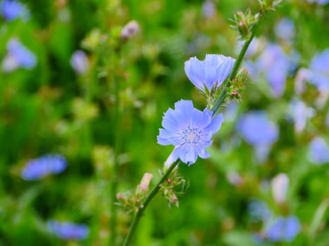 chicory delicate blue flowers close-up spring motives