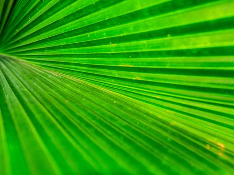 the Green Leaf Texture background with light behind.