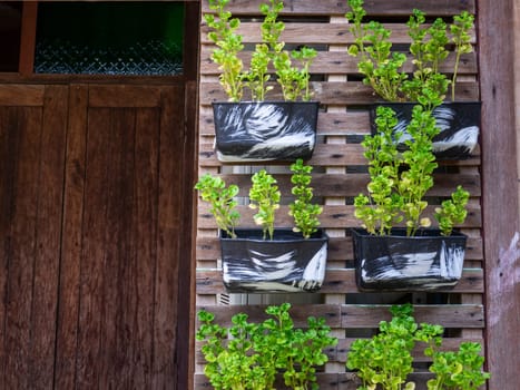 Small green purple and different color leafy plant pots hanging to wooden wall